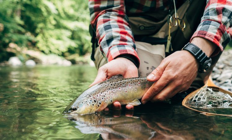 Nice pattern on this wild Brown. 