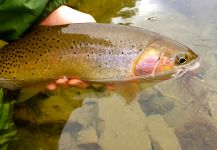 Fly-fishing Pic of Cutthroat shared by Kimbo May | Fly dreamers 