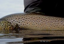  Foto de Pesca con Mosca de Trucha marrón compartida por Chelo . – Fly dreamers