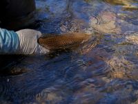 Fly fishing picture