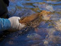 Fly fishing picture