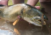 Kevin Feenstra 's Fly-fishing Photo of a Raphiodon vulpinus – Fly dreamers 