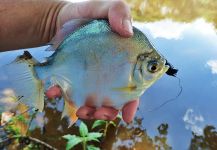 Matt Carlson 's Fly-fishing Picture of a Other Species – Fly dreamers 