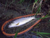 Foto de pesca con mosca