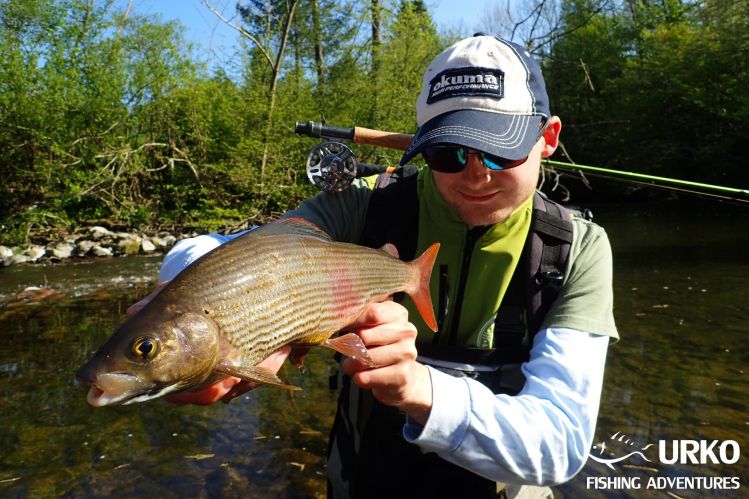 Solid grayling by Andy from Poljanska Sora - Angling Club Žiri