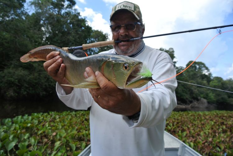 Arawana caught at Juruena rive, Amazon Brazil