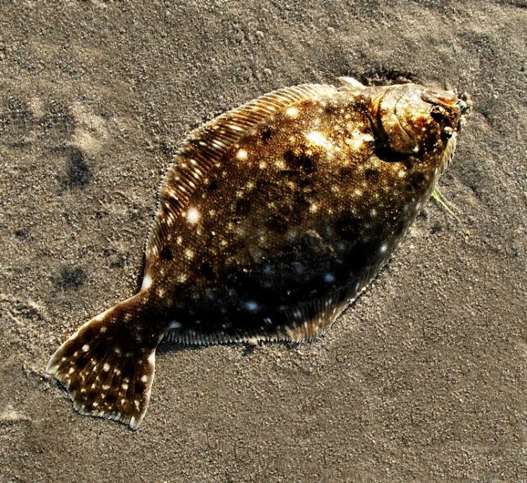 Ahhhhh it's summer time and the summer flounder are hitting. They will come off the bottom for a meal but a nice Clouser in olive and white with some flash will turn their heads.