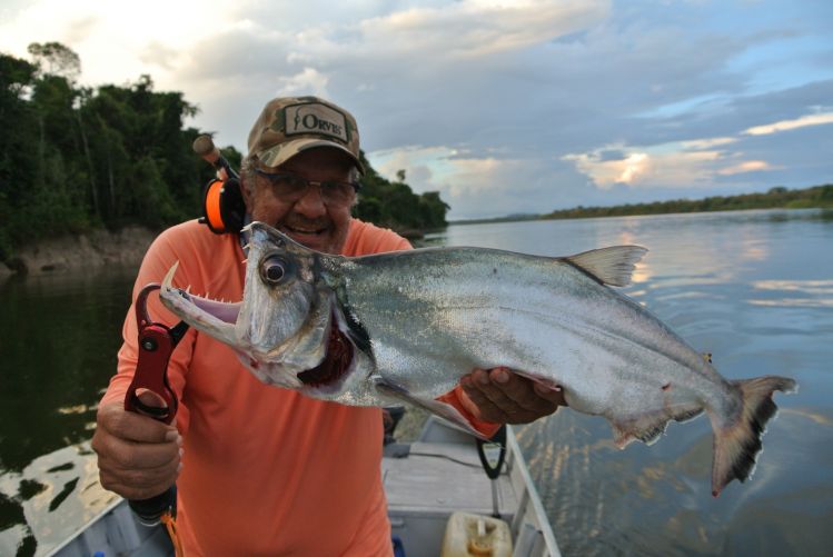 Payara caught at the Tapajós river rapids