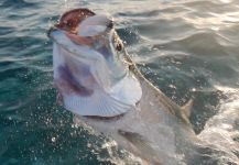 Guillermo Hermoso 's Fly-fishing Catch of a Tarpon – Fly dreamers 