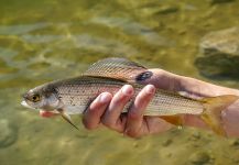 Luke Alder 's Fly-fishing Pic of a Grayling – Fly dreamers 