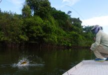 Peacock Bass Fly-fishing Situation – Roberto Véras shared this Impressive Image in Fly dreamers 