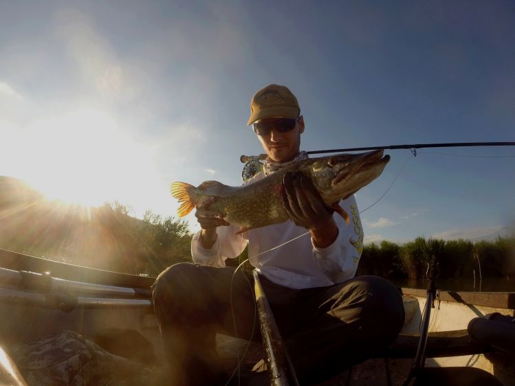 Hungarian pike, from lake Balaton