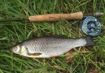 Fly-fishing Pic of Chub shared by Alexey Ganyushkin – Fly dreamers 