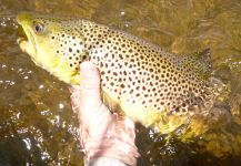  Fotografía de Pesca con Mosca de Salmo trutta por Scott Marr – Fly dreamers 