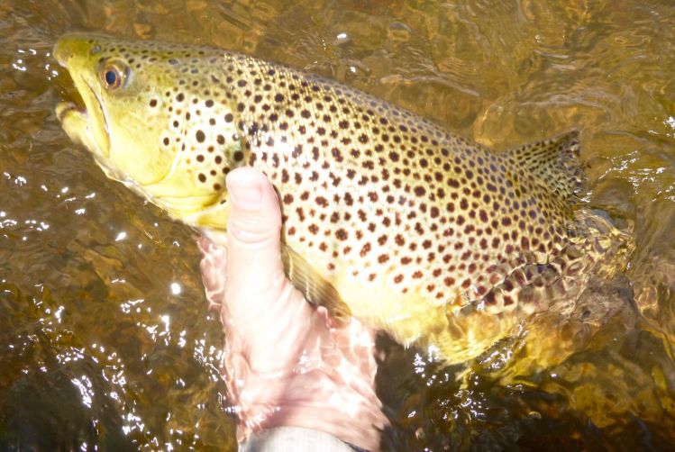 Yampa River Brown