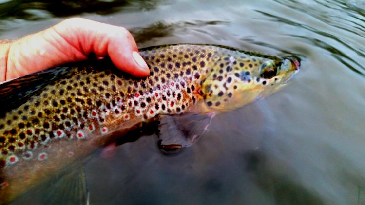 Provo river monsters