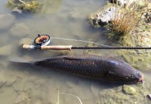 Fly-fishing Pic of Crucian carp shared by D.R. Brown – Fly dreamers 