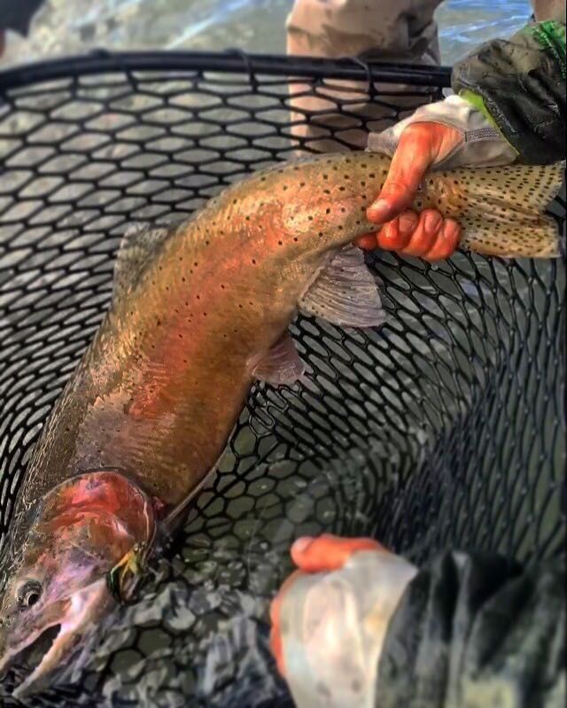 Terrence Tinucci releasing a nice cutthroat caught on an articulated rainbow trout pattern from www.DeepCreekFly.com