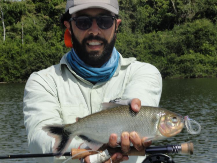 Rio Cristalino - Goiás - Brasil
Matrinxã na mosca - 
Cristalino River - Goiás - Brasil
Matrinxã on fly