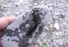  Mira esta Gran fotografía de Entomología y Pesca con Mosca de Javier Peña