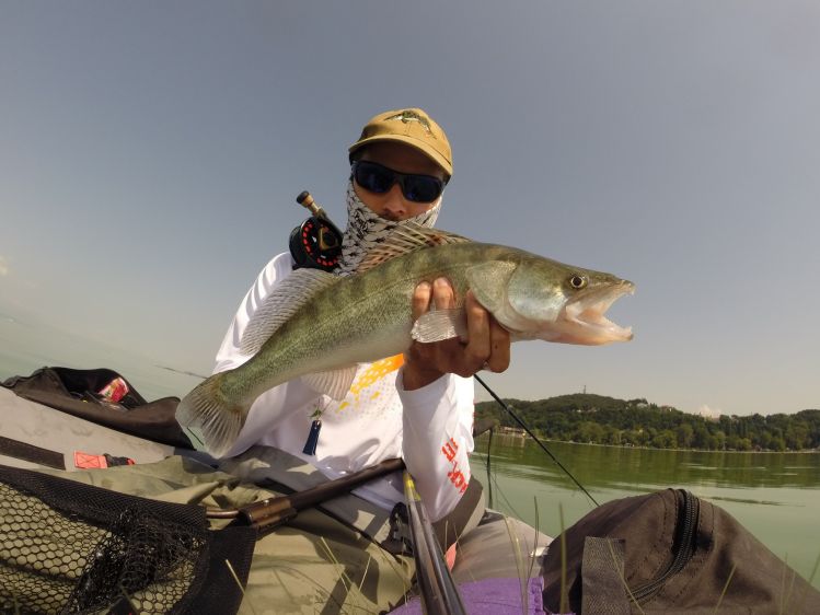 Walleye on the fly