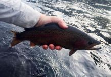 Douglas Caberlon 's Fly-fishing Picture of a Rainbow trout – Fly dreamers 