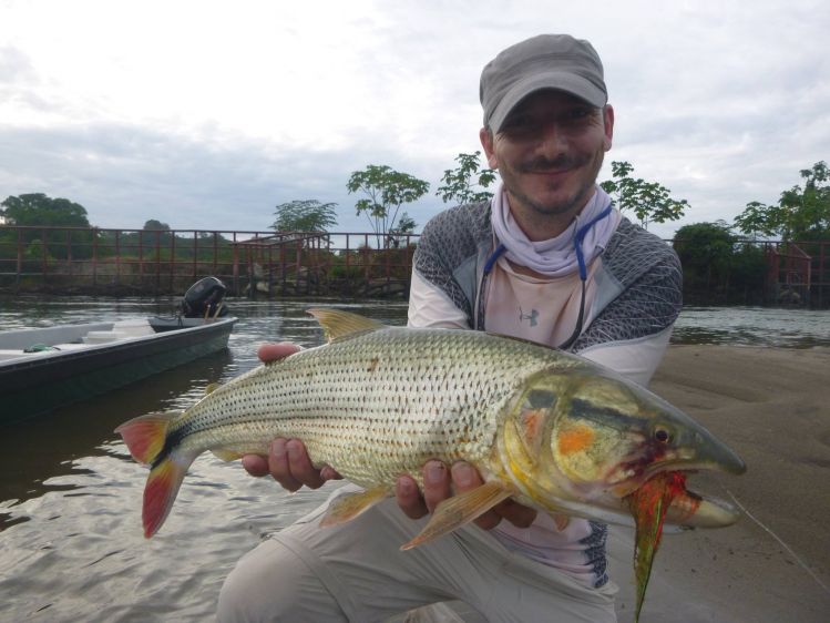 Picuda (Salminus Affinis) in Río La Miel, Caldas, Colombia on  Andino Deceiver fly. 