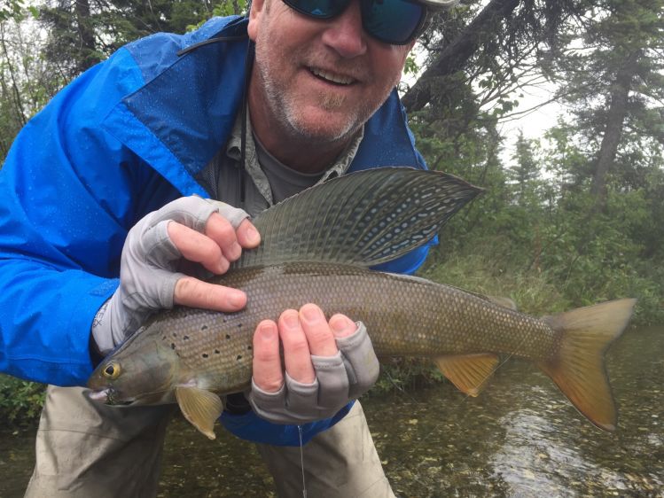 Arctic Grayling on dry fly! Near Fairbanks Alaska