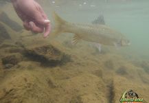 Oliver Otto 's Fly-fishing Photo of a Yellowfish – Fly dreamers 