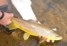  Foto de Pesca con Mosca de Salmo fario compartida por Scott Marr – Fly dreamers