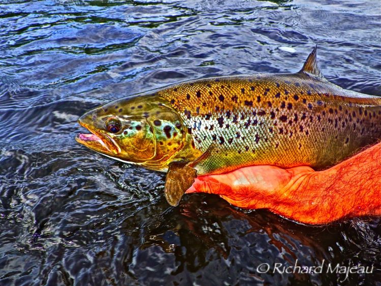 Release of a "Ouananiche".
 A Lanlocked Salmon.