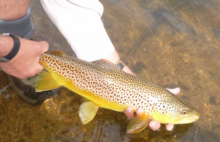 Yampa River Brown