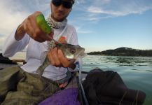  Foto de Pesca con Mosca de Lucioperca - Walleye compartida por Henrik Megyer – Fly dreamers