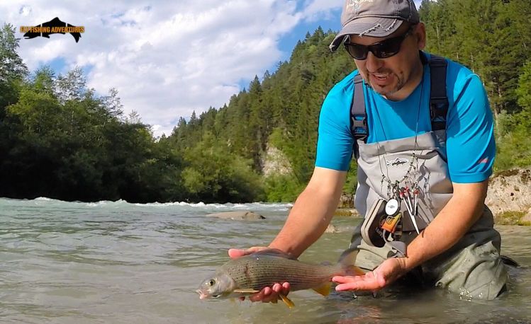 Great grayling in Piave river on nymph , Italy