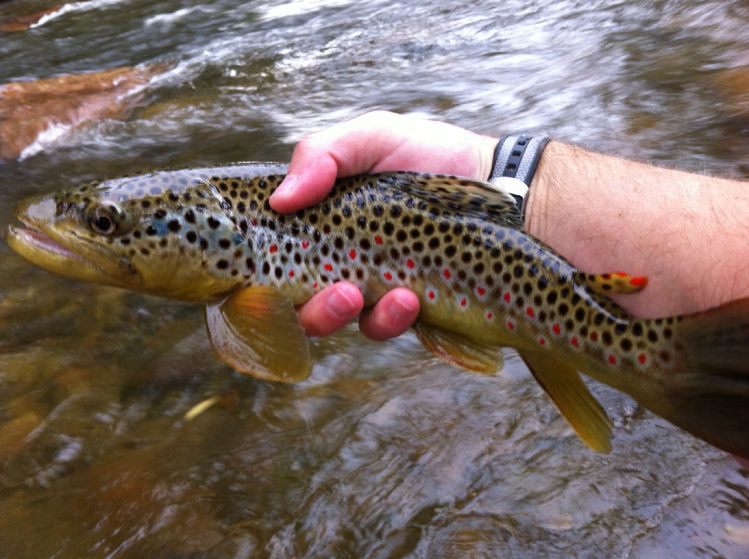 Beautifully colored brown. PT nymph.