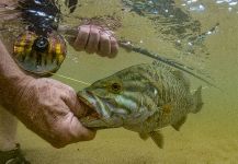 Fly-fishing Photo of Smallmouth Bass shared by Kevin Feenstra – Fly dreamers 