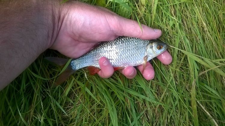 Roach catched on Sage rod#000