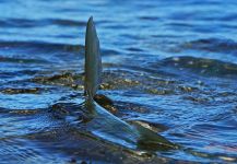  Fotografía de Pesca con Mosca de Bonefish por Exequiel Bustos – Fly dreamers 