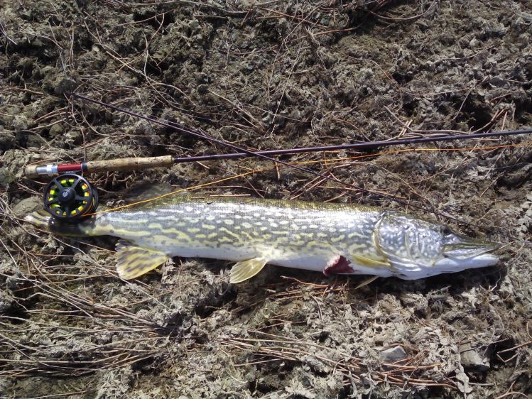 Lucio pescado con un streamer con cucharilla.