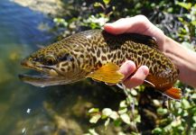 Fly-fishing Image of Tiger Trout shared by Luke Alder – Fly dreamers