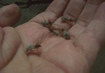 goddard caddis