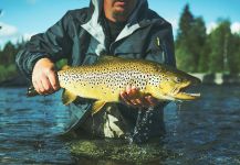  Fotografía de Pesca con Mosca de Salmo trutta compartida por Alexander Lexén – Fly dreamers