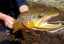  Foto de Pesca con Mosca de Salmo fario por Scott Marr – Fly dreamers 