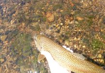  Fotografía de Pesca con Mosca de Trucha arcoiris por Scott Marr – Fly dreamers 