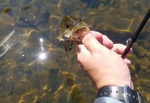 Derek Burke 's Fly-fishing Image of a Smallmouth Bass – Fly dreamers 