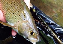 Uros Kristan 's Fly-fishing Photo of a Lady of the stream – Fly dreamers 