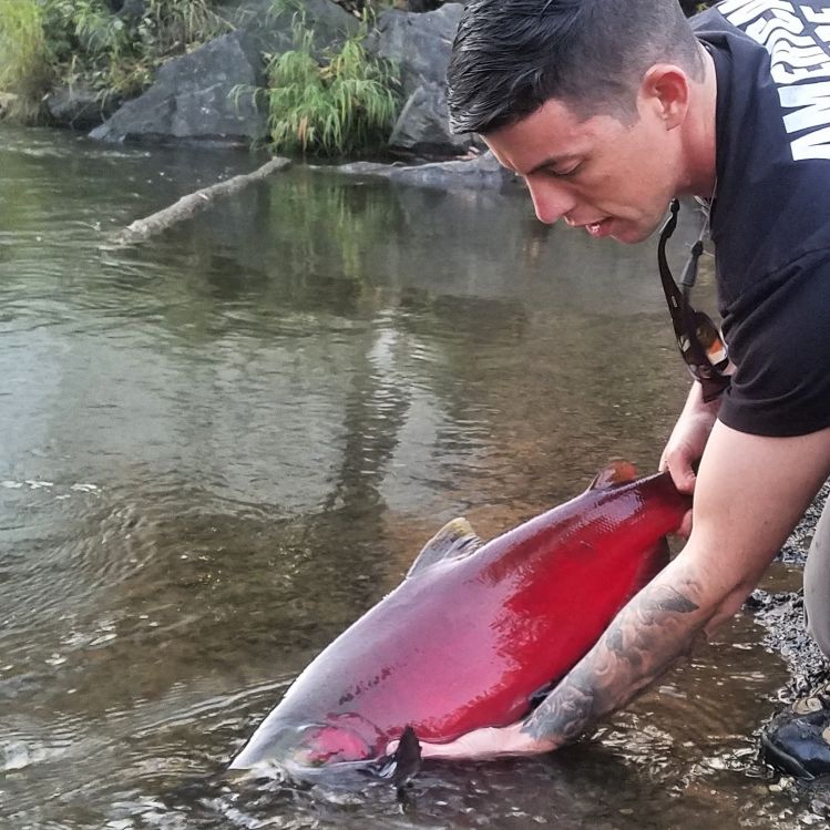 Releasing a male Coho in Alaska.