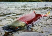 Matthew Murray 's Cool Fly-fishing Pic – Fly dreamers 