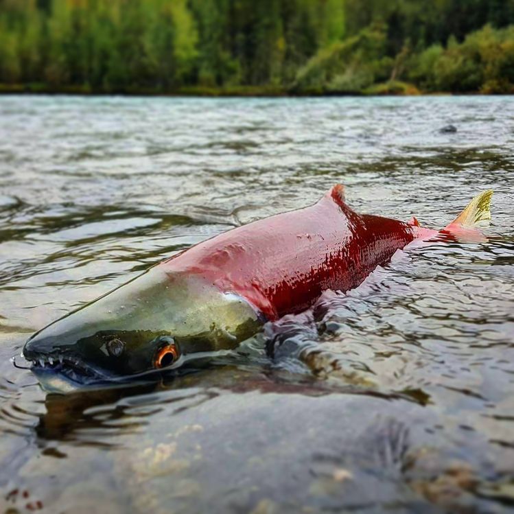 Zombie Apocalypse on the Kenai River, Alaska.