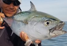 Chanan Chansrisuriyawong 's Fly-fishing Pic of a False Albacore - Little Tunny – Fly dreamers 